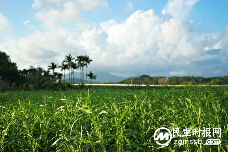新物种诞生，海棠湾薏米即将成为三亚城市新名片