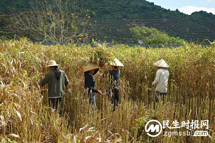新物种诞生，海棠湾薏米即将成为三亚城市新名片