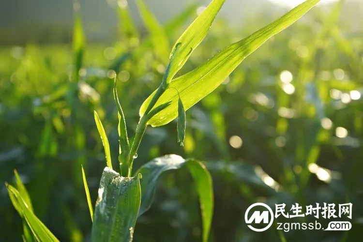 新物种诞生，海棠湾薏米即将成为三亚城市新名片