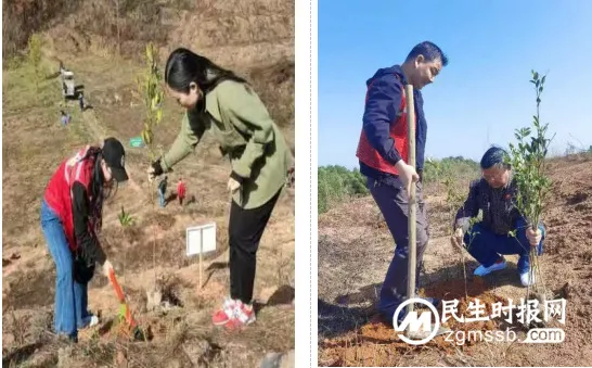 荒山重披绿装