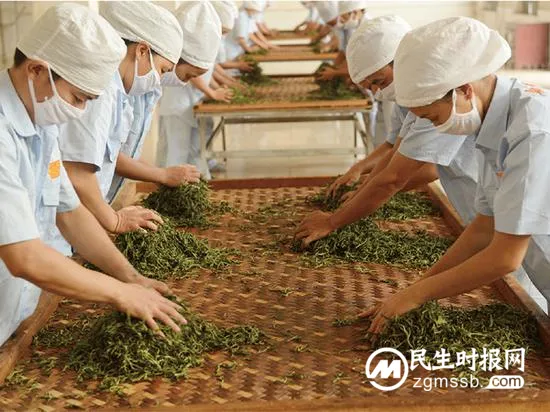 科技赋能:云茶抒写华丽篇章 ——云南加速推进茶业高质量发展系列报道之二
