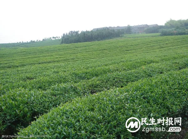 助力特色农业强省建设 云南按响茶叶“提质增效键” ——云南加速推进茶业高质量发展系列报道之一