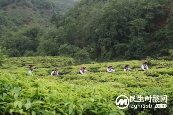 云茶舞动品牌潮 ——云南加速推进茶业高质量发展系列报道之三