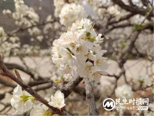 千树万树李花开 长寿立邱待客来