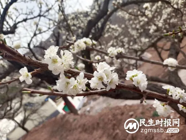 千树万树李花开 长寿立邱待客来