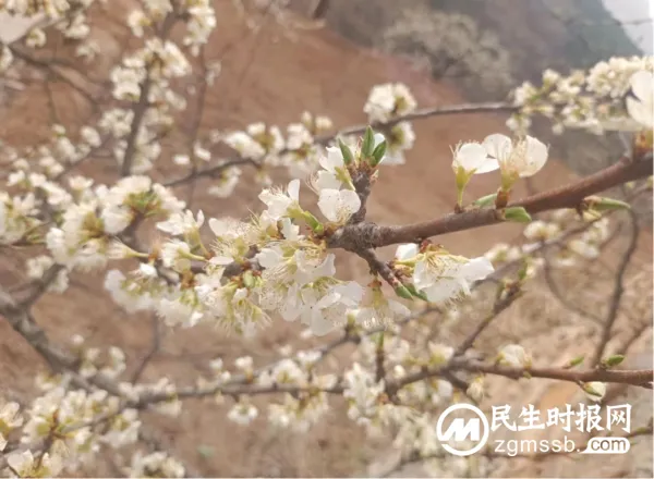 千树万树李花开 长寿立邱待客来