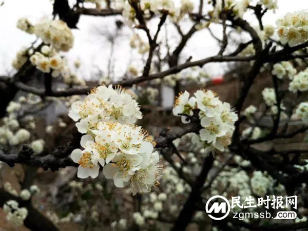 千树万树李花开 长寿立邱待客来