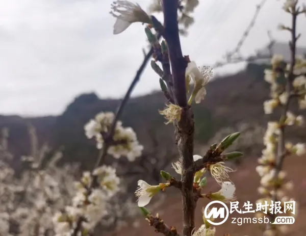千树万树李花开 长寿立邱待客来