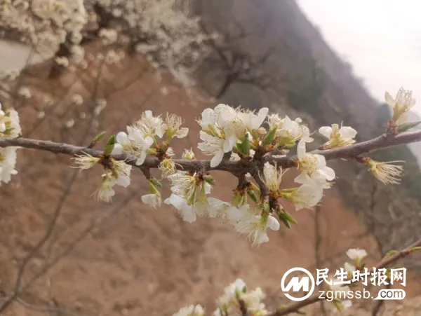 千树万树李花开 长寿立邱待客来