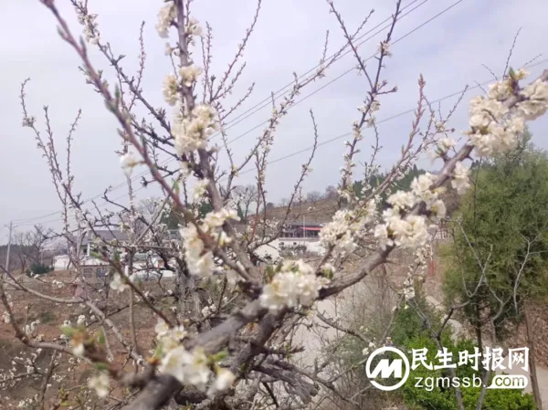 千树万树李花开 长寿立邱待客来