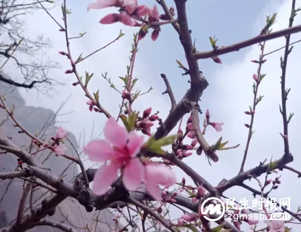 千树万树李花开 长寿立邱待客来