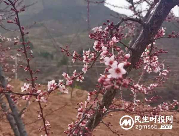 千树万树李花开 长寿立邱待客来
