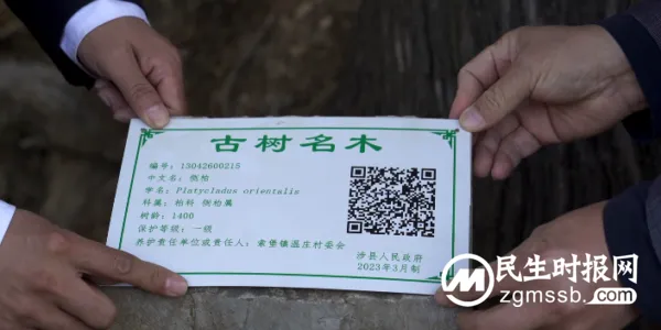 涉县古树挂上“身份证”!扫码可查“身世”