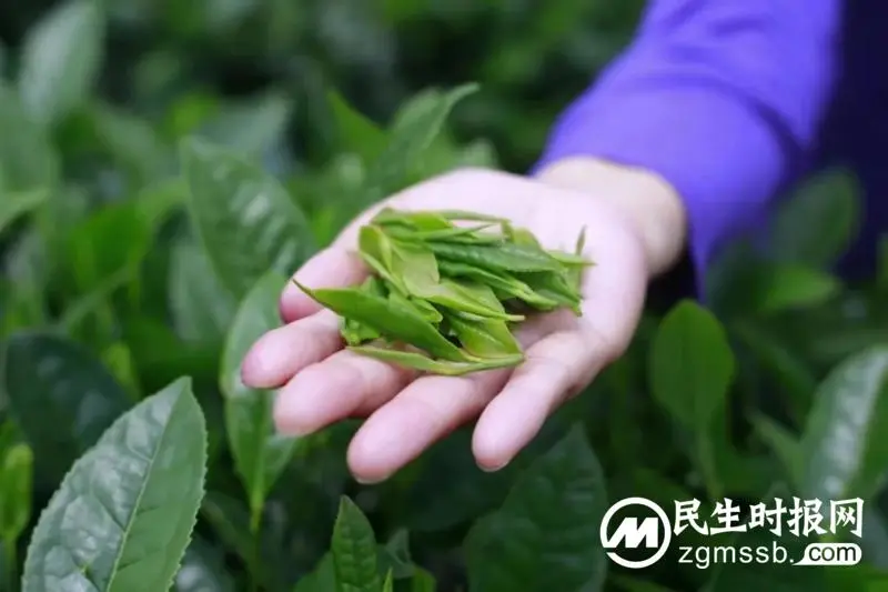 揽白石胜景,闻铺里飘香——记高二年级工会小组活动 揽白石胜景,闻铺里飘香——记高二年级工会小组活动