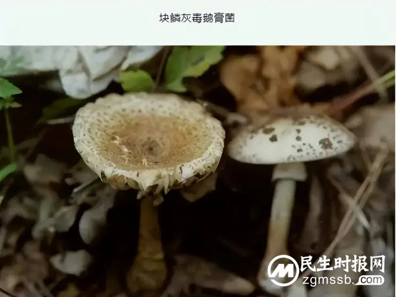 预防野生毒蘑菇中毒知识宣传 预防野生毒蘑菇中毒知识宣传