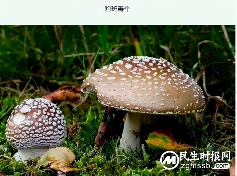 预防野生毒蘑菇中毒知识宣传 预防野生毒蘑菇中毒知识宣传