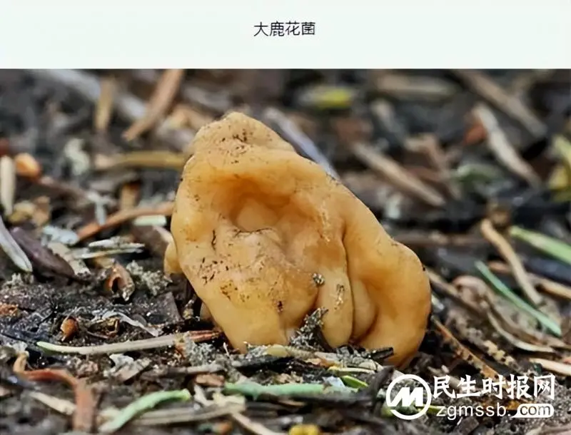 预防野生毒蘑菇中毒知识宣传 预防野生毒蘑菇中毒知识宣传