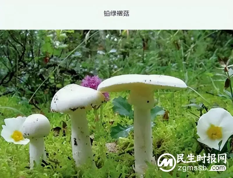 预防野生毒蘑菇中毒知识宣传 预防野生毒蘑菇中毒知识宣传