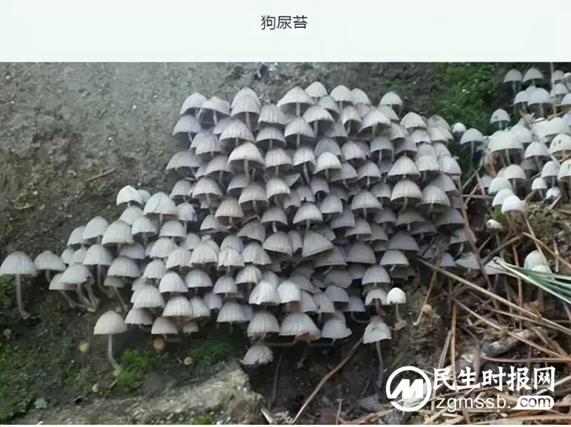 预防野生毒蘑菇中毒知识宣传 预防野生毒蘑菇中毒知识宣传