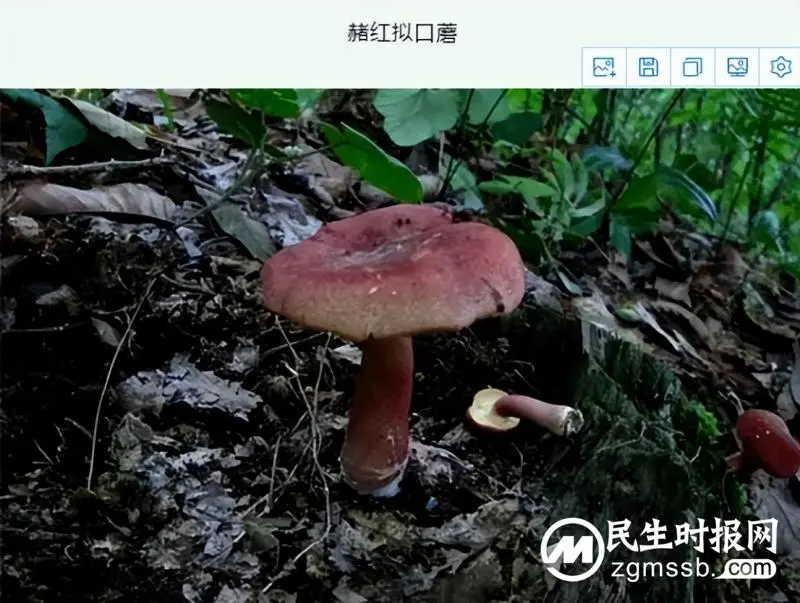 预防野生毒蘑菇中毒知识宣传 预防野生毒蘑菇中毒知识宣传