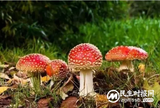 珍爱生命 远离毒蘑菇 珍爱生命 远离毒蘑菇