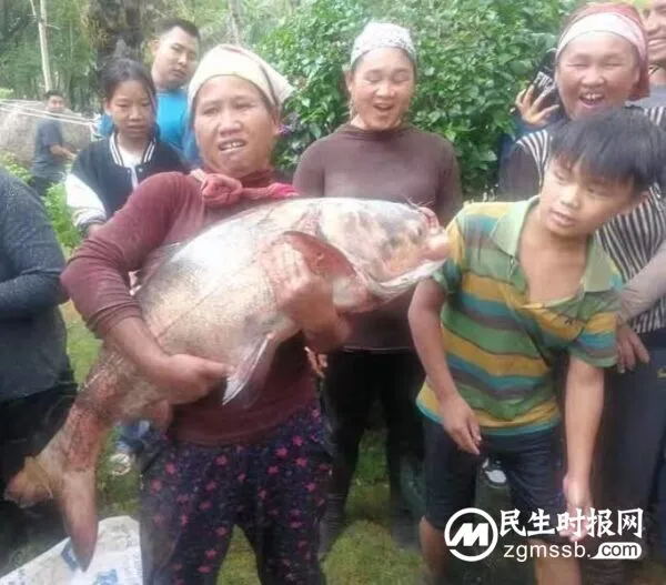 孟连县“神鱼节”：万人水上狂欢的最嗨打开方式