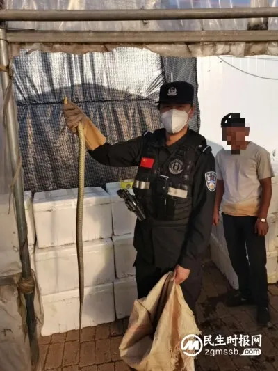大棚内蛇出没吓坏群众 特警现场上演徒手抓蛇