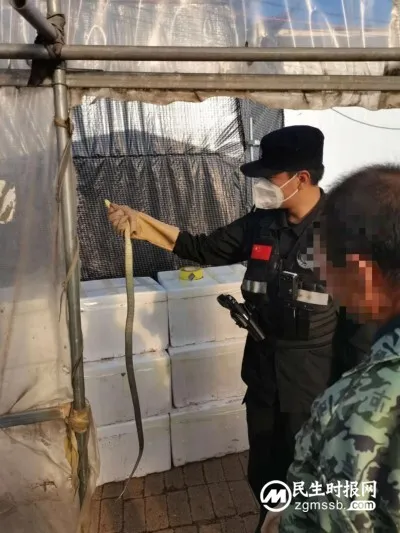 大棚内蛇出没吓坏群众 特警现场上演徒手抓蛇
