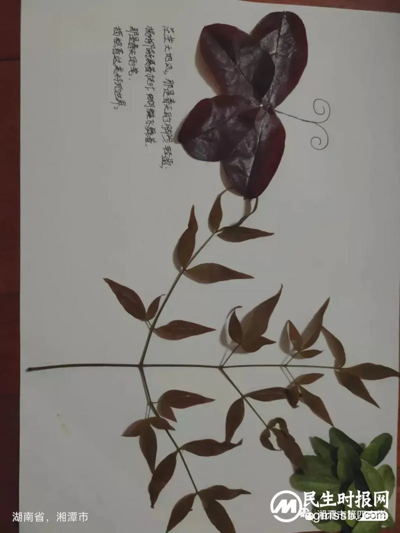 轻拾落红，赋诗予你——七年级周末语文作业