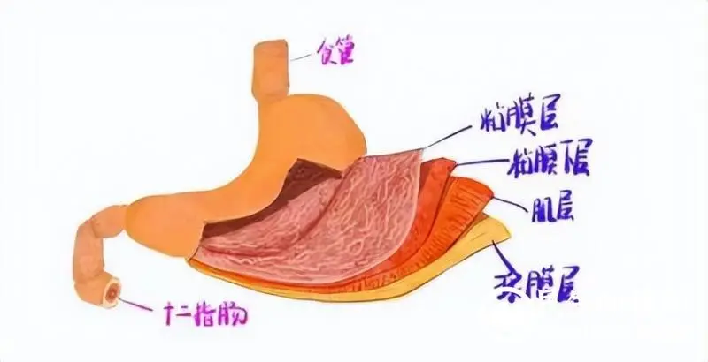 【关爱生命】远离消化道早癌，早筛查是关键