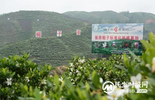中药材长成农民增收“摇钱树”,扬子江药业集团助力乡村振兴跑出“加速度” 中药材长成农民增收“摇钱树”,扬子江药业集团助力乡村振兴跑出“加速度”