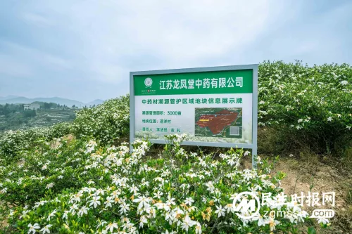 产业活水进家门,扬子江药业集团送来乡村振兴“致富经” 产业活水进家门,扬子江药业集团送来乡村振兴“致富经”
