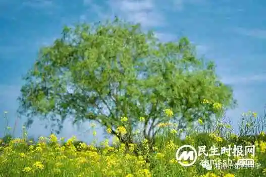 轻拾落红，赋诗予你——七年级周末语文作业