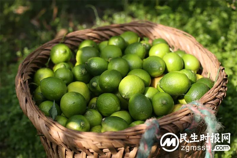 百威中国“科罗娜特选青柠”折桂戛纳创意节钛狮奖 以可持续闭环赋能社区繁荣 百威中国“科罗娜特选青柠”折桂戛纳创意节钛狮奖 以可持续闭环赋能社区繁荣