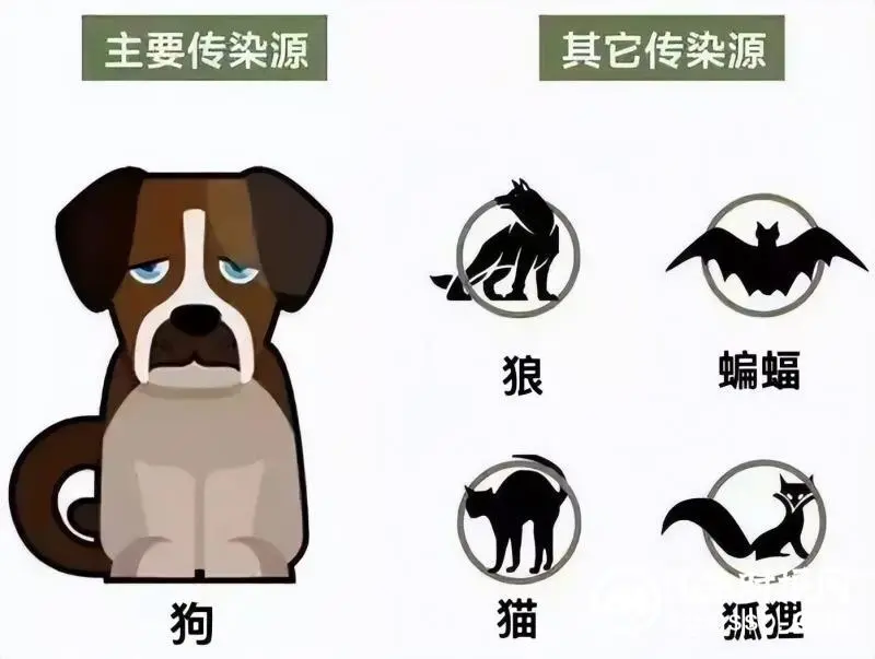 你需要了解致死率100%的狂犬病知识点