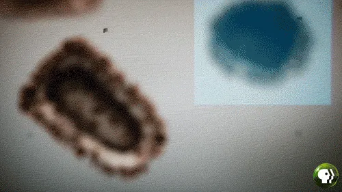 华夏源免疫细胞存储:或致败血症、脑膜炎!夏天千万要要小心这些细菌! 华夏源免疫细胞存储:或致败血症、脑膜炎!夏天千万要要小心这些细菌!