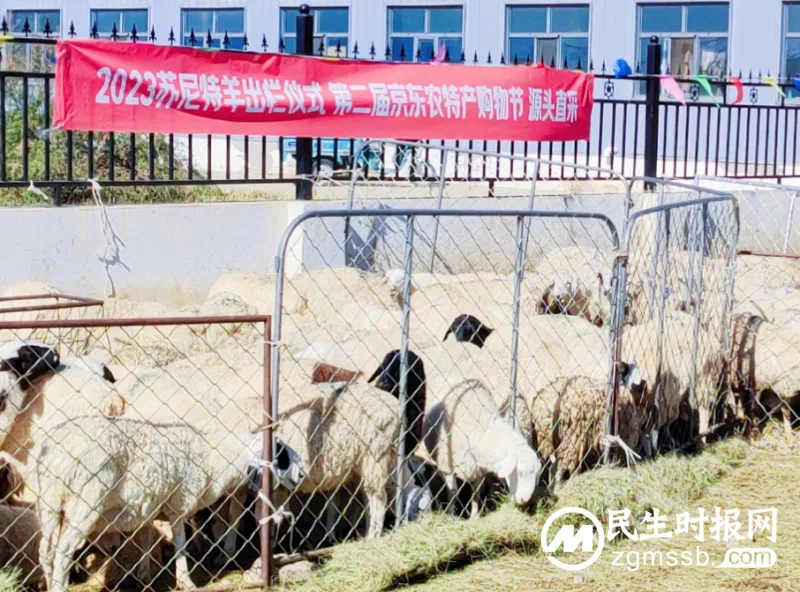 中国贵族羊肉之一苏尼特羊今日大规模出栏:40万只羊出栏 价格略有上涨 产地直采防范假冒 中国贵族羊肉之一苏尼特羊今日大规模出栏:40万只羊出栏 价格略有上涨 产地直采防范假冒