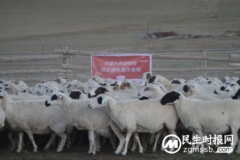 中国贵族羊肉之一苏尼特羊今日大规模出栏:40万只羊出栏 价格略有上涨 产地直采防范假冒 中国贵族羊肉之一苏尼特羊今日大规模出栏:40万只羊出栏 价格略有上涨 产地直采防范假冒