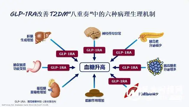 网红“暴瘦针”司美格鲁肽——你了解多少?