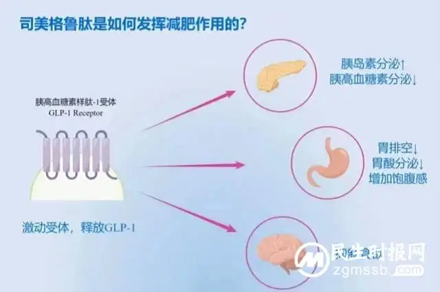 网红“暴瘦针”司美格鲁肽——你了解多少?