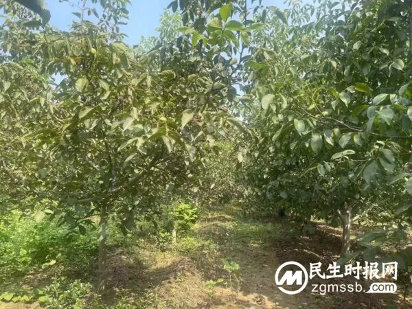 核桃林里的致富经