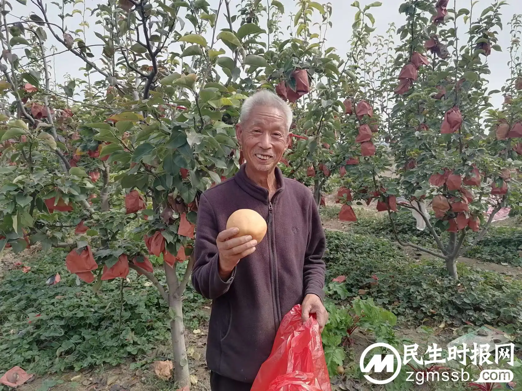 梨农时凡举的重阳节