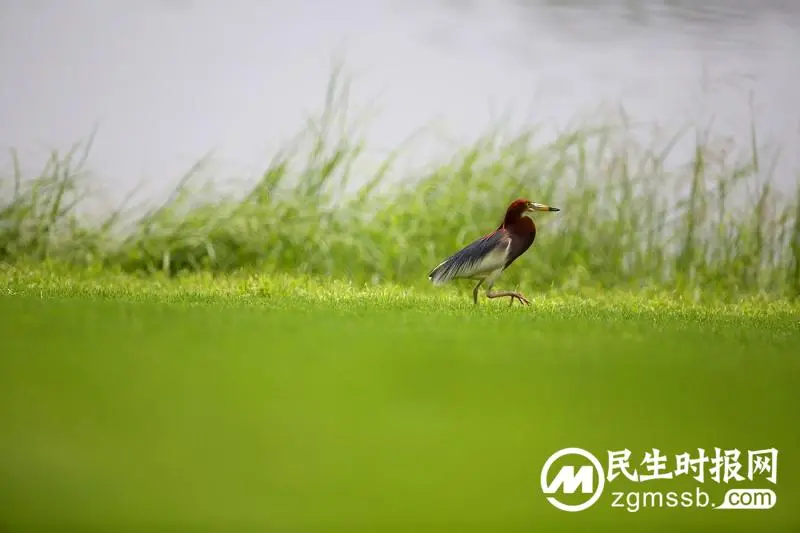 2023沃尔沃中国公开赛泰国球手萨里特夺冠，陈顾新与许龙一并列亚军