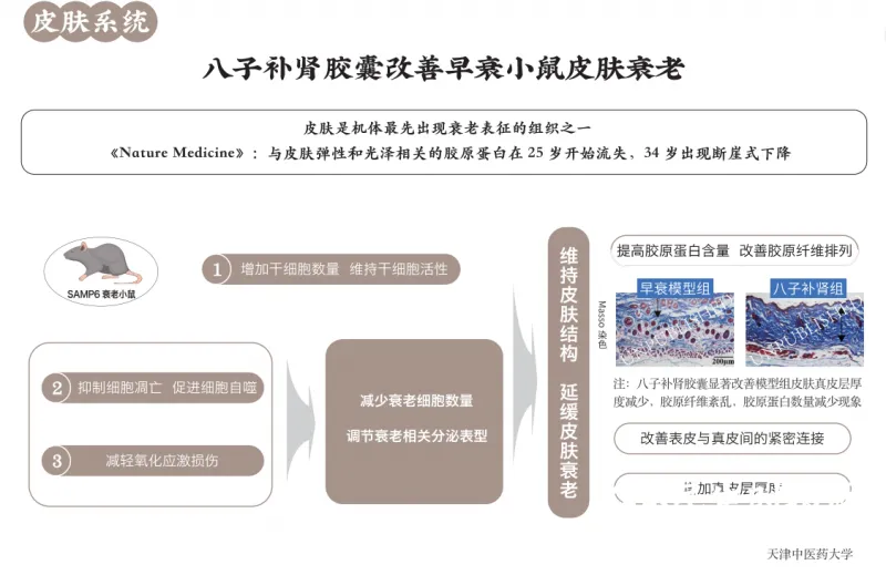 皮肤暗沉、憔悴,怎样抗衰老才有效?八子补肾胶囊延缓皮肤衰老获科研证据 皮肤暗沉、憔悴,怎样抗衰老才有效?八子补肾胶囊延缓皮肤衰老获科研证据