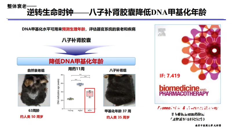 创新中药八子补肾可延缓衰老,对抗阿尔茨海默病 创新中药八子补肾可延缓衰老,对抗阿尔茨海默病