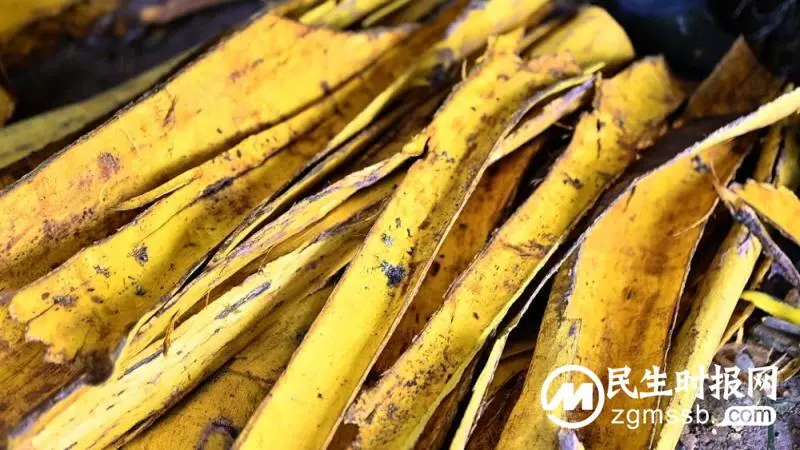 种好道地苦黄柏 树皮里面藏“黄金”