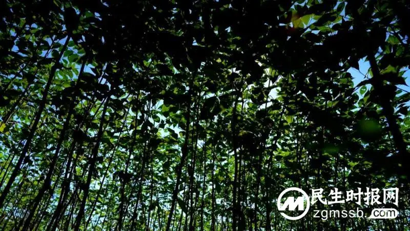 种好道地苦黄柏 树皮里面藏“黄金”