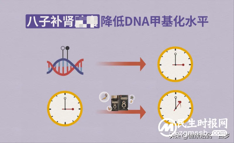 人的一生有3个衰老加速期,八子补肾帮你留住年轻态 人的一生有3个衰老加速期,八子补肾帮你留住年轻态