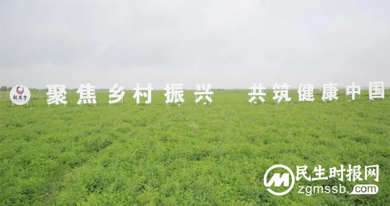 中药材铺就乡村振兴路，扬子江药业集团荣获人民网社会责任大奖