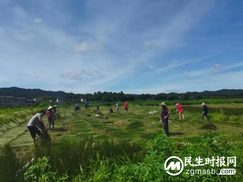 中药材铺就乡村振兴路，扬子江药业集团荣获人民网社会责任大奖